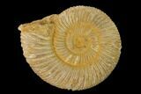 Jurassic Ammonite (Perisphinctes) Fossil - Madagascar #152776-1